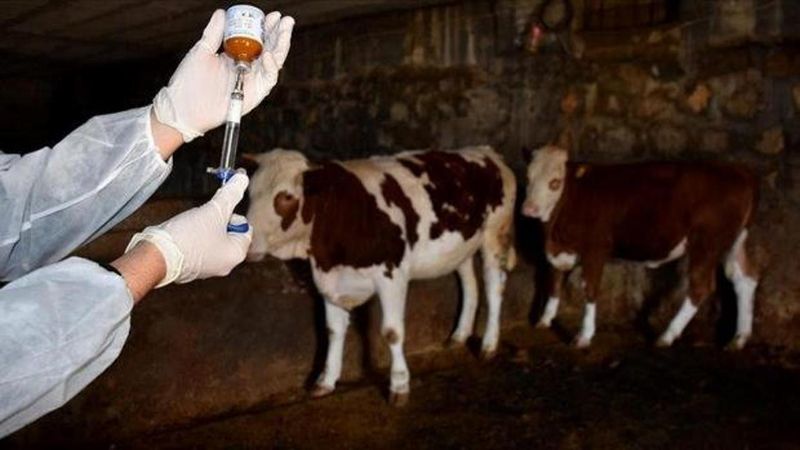 Kütahya'da Şap Hastalığı Nedeniyle 15 Köy Karantinaya Alındı