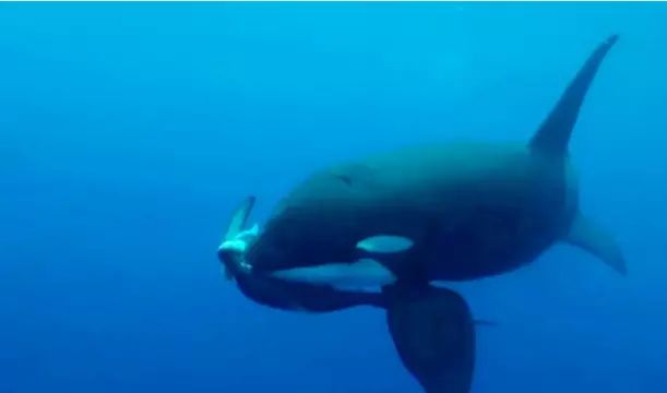 Orkalar Meksika Açıklarında Kopekbalığını Saniyeler İçinde Avladı