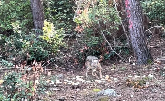 Sinop'ta Çakalın Ekmeği Kapıp Kaçma Anları Kamerada