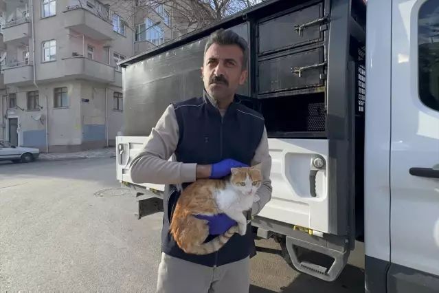 Elazığ'da Tedavi Edilen Yaralı Kedi Doğaya Bırakıldı
