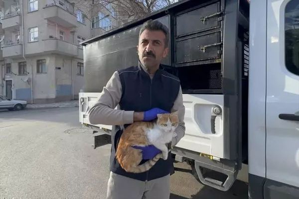 Elazığ'da Tedavi Edilen Yaralı Kedi Doğaya Bırakıldı