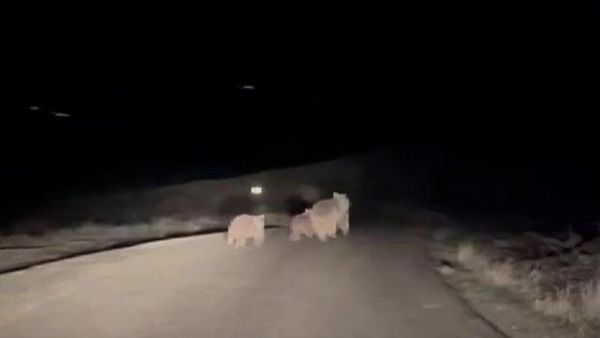 Sivas Koyulhisar'da Kış Uykusunu Terk Eden Anne Ayı ve Yavruları Yolda Görüldü