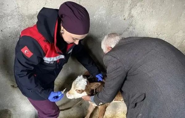 Adıyaman'da Zoonoz Hastalıklara Karşı Aşılama Çalışmaları Sürüyor