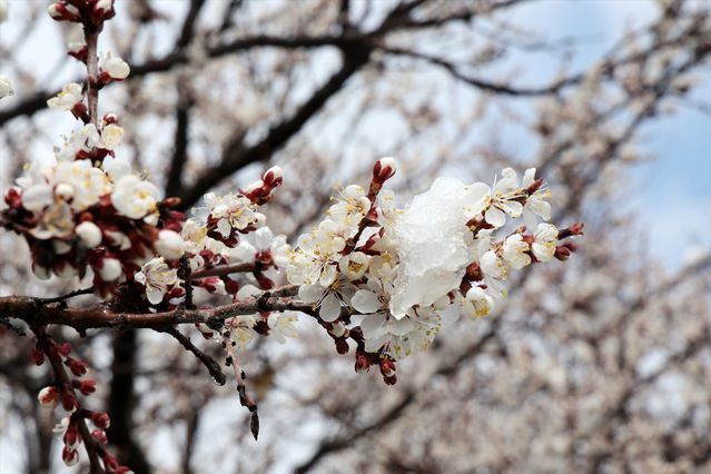 Malatya'da İlkbaharda Yoğun Kar Yağışı Etkisini Sürdürüyor