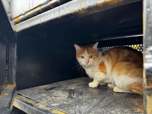 Elazığ'da Yaralı Kedi Veterinerlere Teslim Edildi