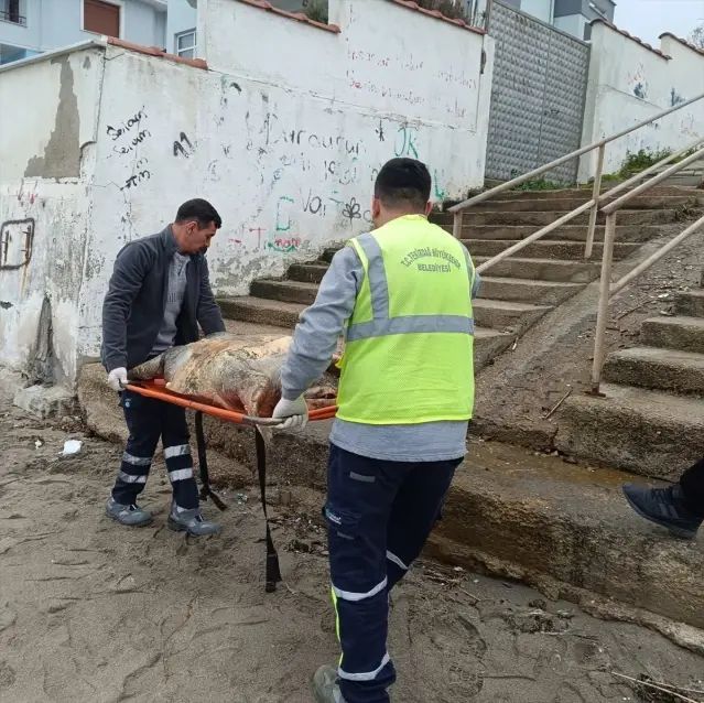 Tekirdağ Sahilinde Ölü Caretta Caretta Kaplumbağası Bulundu