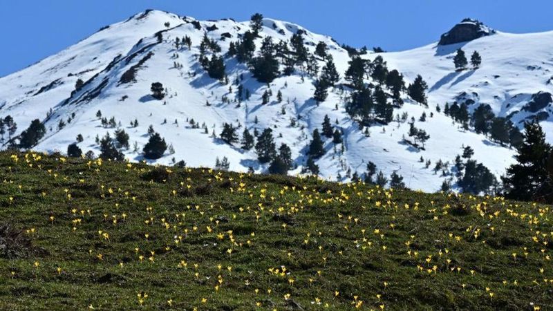 Gümüşhane’de Musalla Vadisi’nde Kış ve Bahar Aynı Anda Yaşanıyor