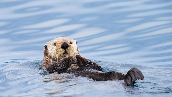 İngiltere Banknotlarında Yerli Yaban Hayatı Teması Başlıyor