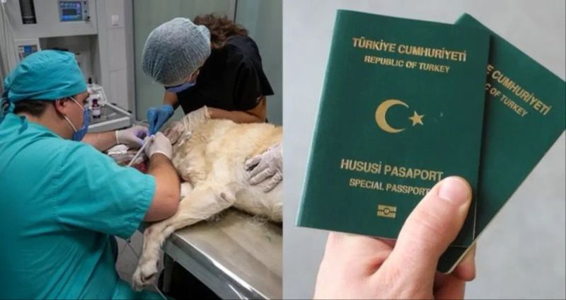 Veterinerlere Yeşil Pasaport Hakkı İçin Kanun Teklifi Mecliste