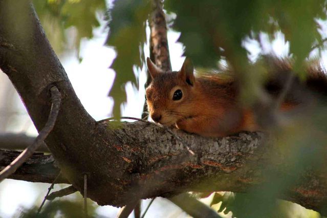 Dumanlı Tabiat Parkı'nda Kızıl Sincap Piknik Sofrasını Ziyaret Etti