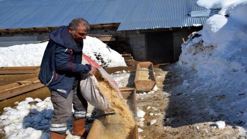Feyat Polat, İstanbul'dan Köyüne Dönerek Koyun Sayısını 4 Yılda 680'e Yükseltti