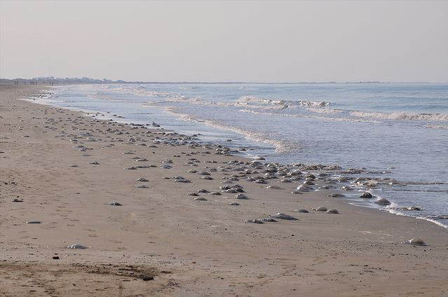 Silifke Kıyılarında Ölü Göçmen Denizanaları Yoğunluğu Artıyor
