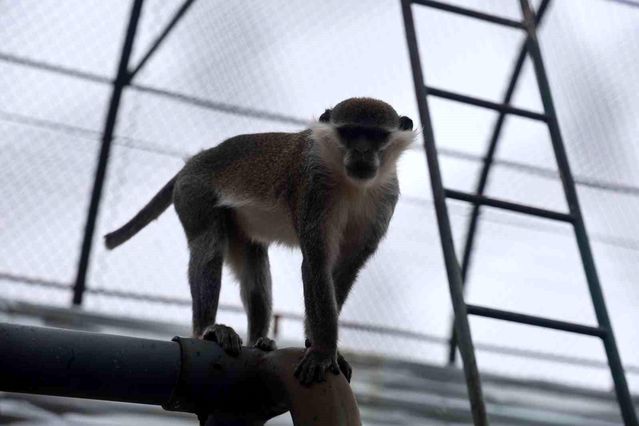 Denizli'de Yakalanan Örümcek Maymunu Konya Hayvanat Bahçesine Teslim Edildi