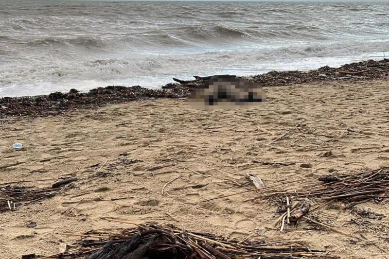 Ayvalık Sarımsaklı Sahili'nde Kadın Cesedi Bulundu