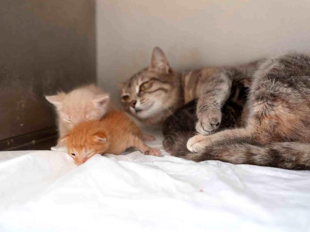 Düzce'de Kurtarılan Yavru Kedilere Süt Anne Desteği Sağlandı