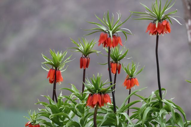 Uludere'de Endemik Ters Laleler Baharın Müjdecisi Oldu