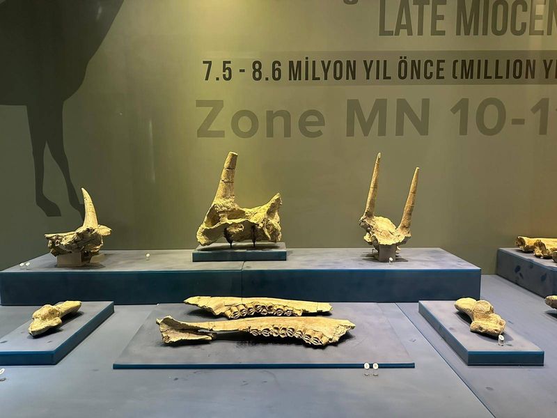 8 Milyon Yıl Öncesine Işık Tutuyor: 40 Bin Ziyaretçi Ağırladı