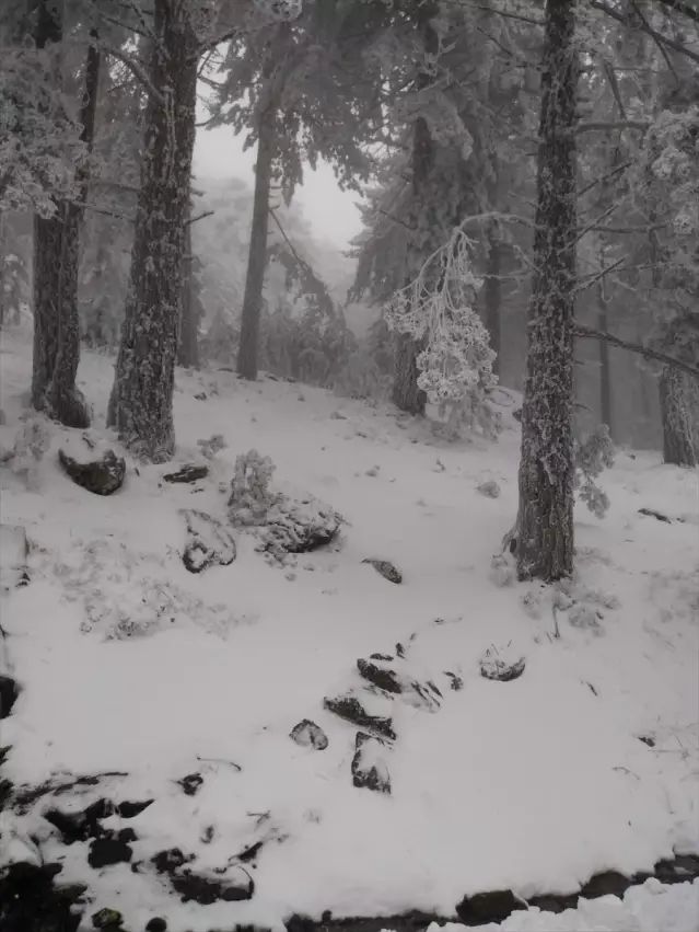 Kazdağları Milli Parkı’nda Yoğun Kar Yağışı ve Sis Etkili Oldu