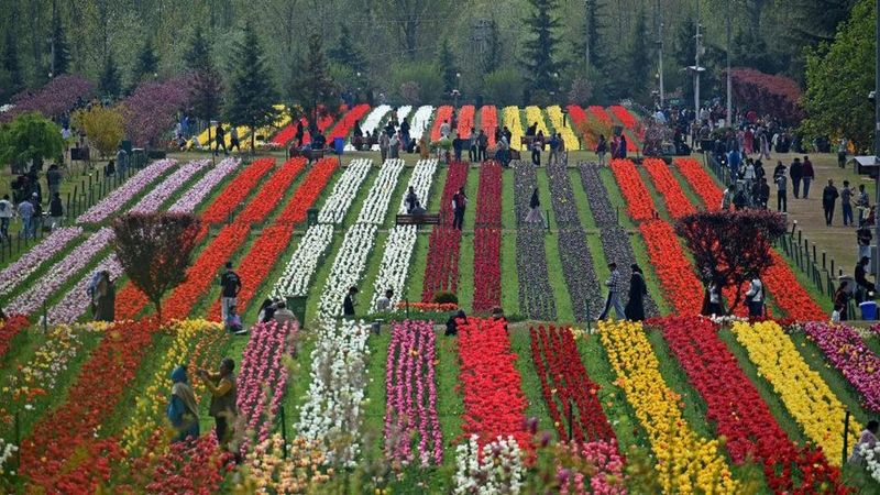 Srinagar'da Asya'nın En Büyük Lale Bahçesi Yeniden Ziyarete Açıldı