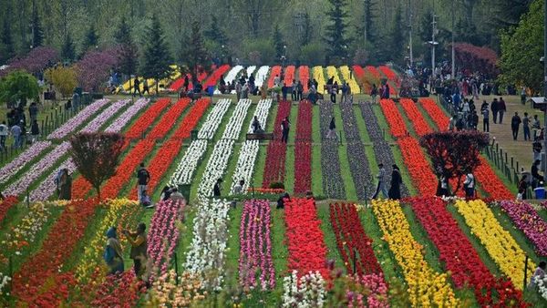 Srinagar'da Asya'nın En Büyük Lale Bahçesi Yeniden Ziyarete Açıldı