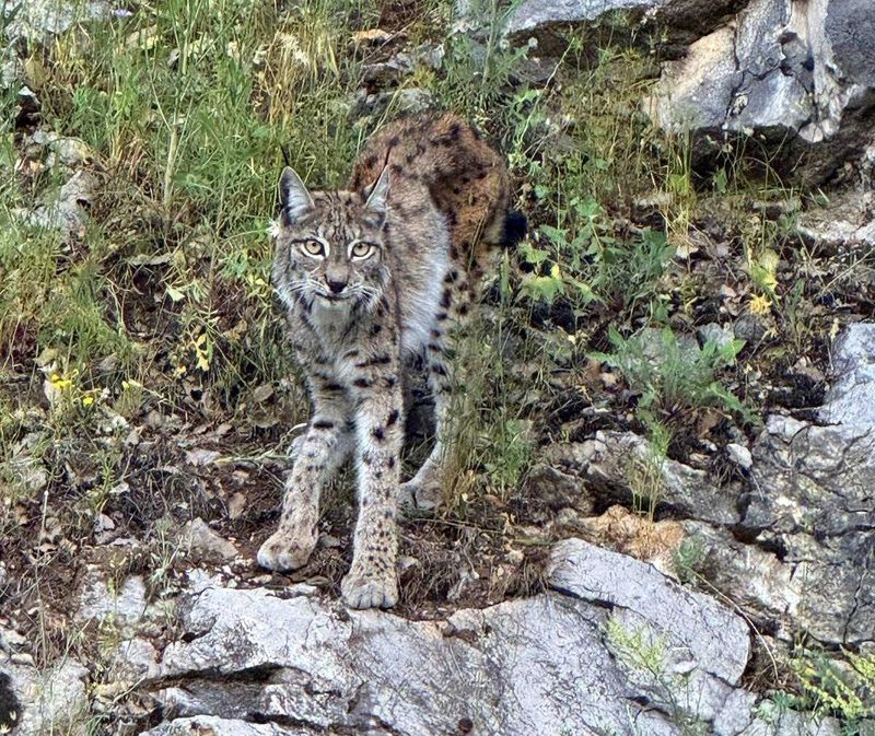 Erzincan Kemaliye’de Nesli Tehlike Altındaki Vaşak Kameralara Yansıdı