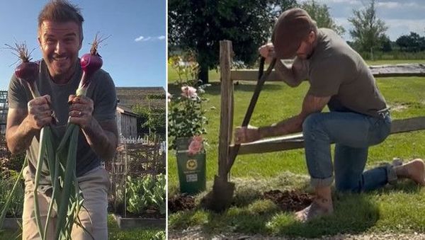 David Beckham, Bahçecilik Tutkusuyla Milyonluk Kır Evinde Huzur Buluyor