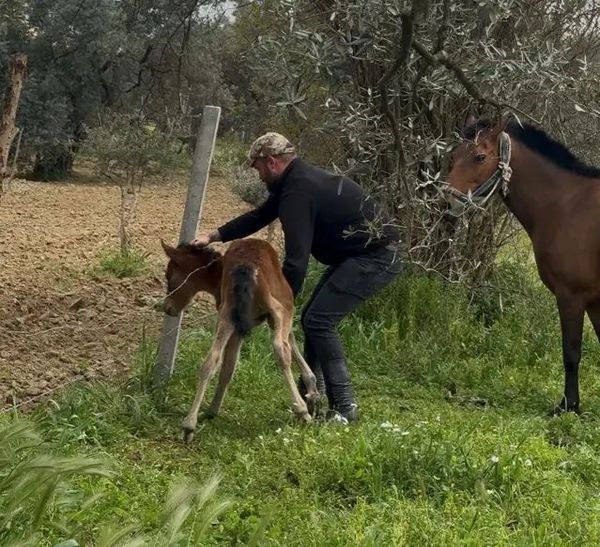 İncirliova'da Dikenli Tellerde Mahsur Kalan Tay Kurtarıldı