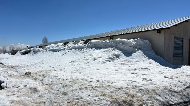 Yüksekova’da Besiciler Uzun Kışın Zorluklarıyla Mücadele Ediyor