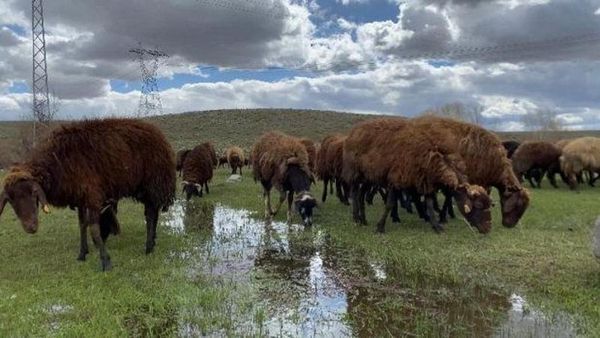 Patnos'ta 120 Bin Lira Maaş Teklif Ediliyor, Çoban Bulmak Zorlaşıyor