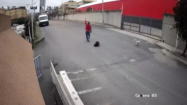 Avcılar'da Cip, Yolda Köpeğin Üzerinden Geçti; Sürücü Durmadan Olay Yerinden Ayrıldı