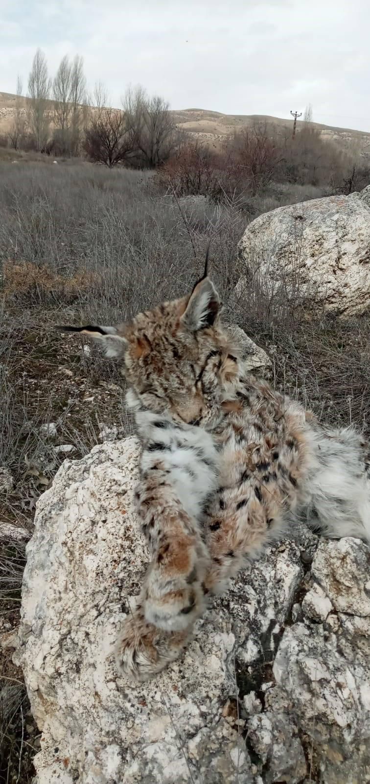 Kayseri’de 'Hayalet Avcı' Vaşak Ölü Halde Bulundu
