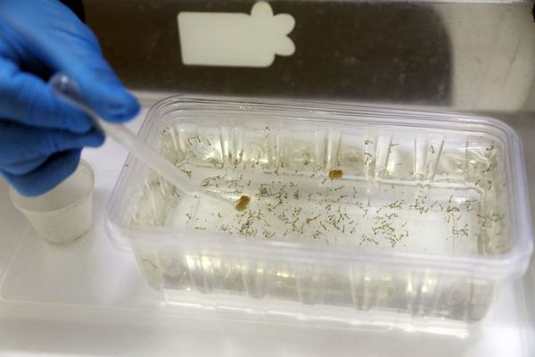 Antalya'da Artan Yağışlar Sivrisinek Üreme Alanlarını Çoğaltıyor