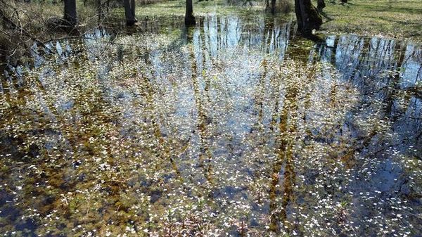Kızılırmak Deltası'nda Bahar Mevsimiyle Doğa Canlanıyor