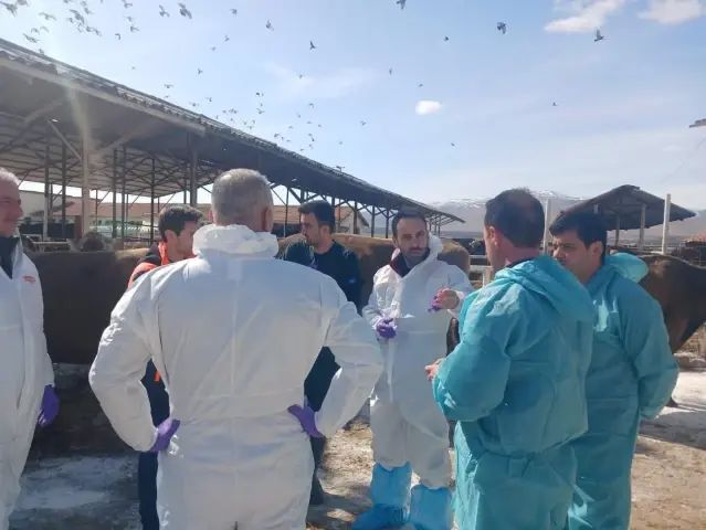 Malatya Akçadağ'da Şap Hastalığı Nedeniyle 450 Büyükbaş Hayvan Karantinaya Alındı