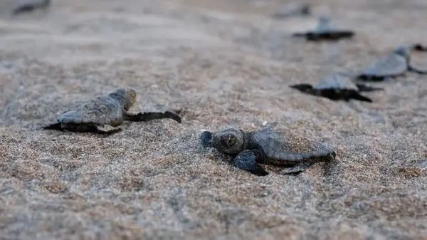 Bakan Murat Kurum Uluslararası Sıfır Atık Günü'nde Gıda İsrafına Dikkat Çekti