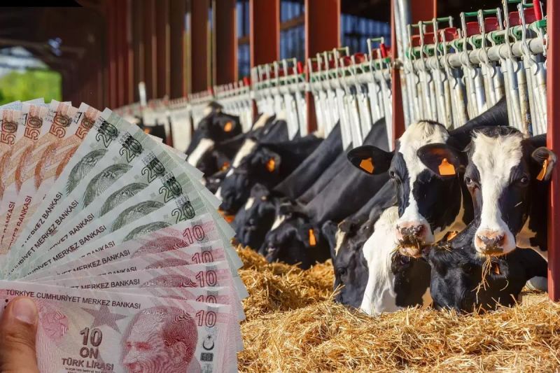 Konya, TÜİK 2025 Verilerine Göre En Çok Büyükbaş Hayvan Barındıran İl Oldu