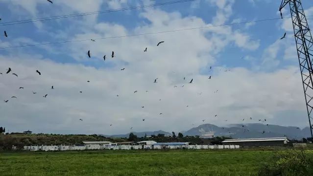 Leylekler Hatay'da Muhteşem Göç Gösterisi Sergiledi