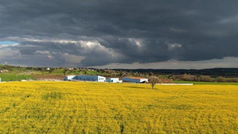 Devlet Destekli Kanola Üretimi İmamoğlu Çiftçilerinin Yüzünü Güldürdü