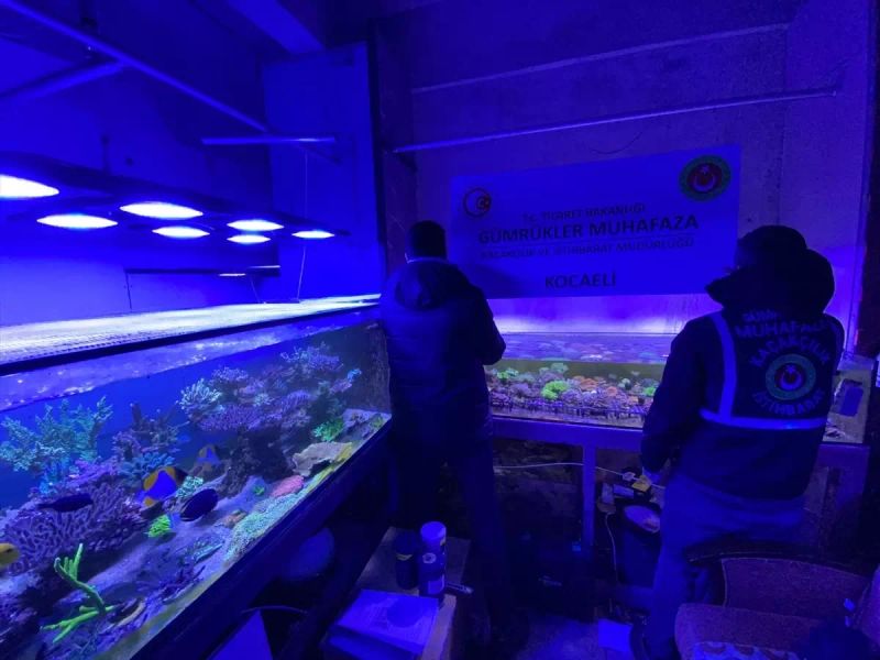 Ticaret Bakanlığı, 2025'te 85 Binin Üzerinde Kaçak Canlı Hayvanı Ele Geçirdi