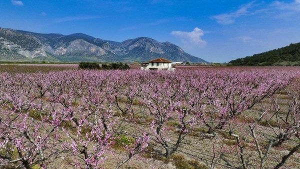 İzmir Selçuk'ta Şeftali Ağaçları Çiçek Açarak Tarlaları Pembeye Bürüdü