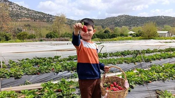 Kozan'da Hafta Sonu Çilek Hasadı ve Doğa Keyfi
