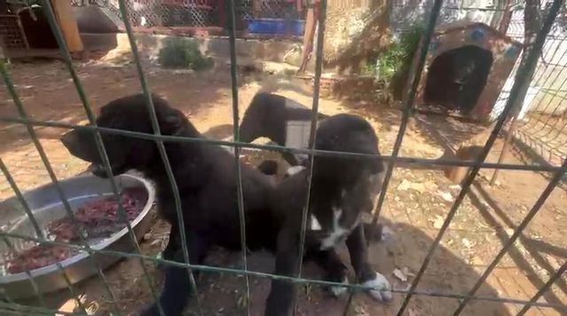 Antalya'da Yasadışı Köpek Üretimine 327 Bin TL Ceza Kesildi