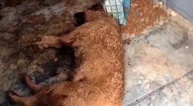 Bucak'taki Sokak Hayvanları Merkezi'nde Yaralı ve Ölü Köpekler İddiası İnceleniyor