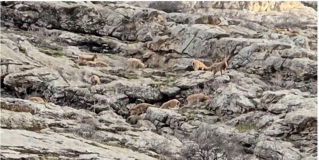 Hakkari Sümbül Dağı'nda Sürü Halinde Dağ Keçileri Görüntülendi