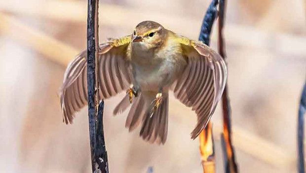 Diyarbakır'da Nadir Çıvgın Kuşu ve Kayseri'de Flamingo Göçü Gözlendi