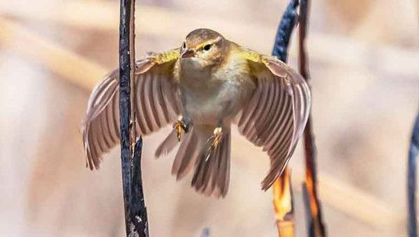 Diyarbakır'da Nadir Çıvgın Kuşu ve Kayseri'de Flamingo Göçü Gözlendi
