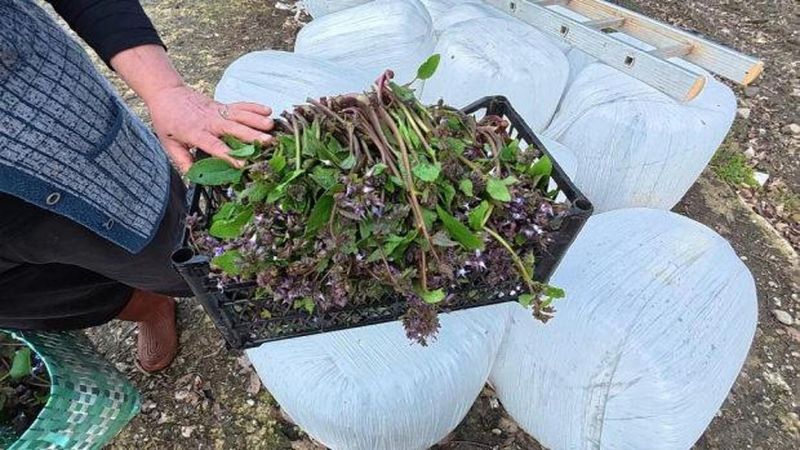 Erfelek Pazarlarında Doğal Zılbıt Yoğun İlgi Görüyor