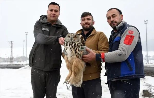 Sarıkamış'ta Yaralı Kulaklı Orman Baykuşu Tedavi Edildi
