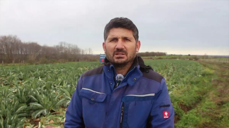 Bafra Ovası'nda Karnabahar Hasadı Sürüyor, Üretim ve İhracat Artıyor