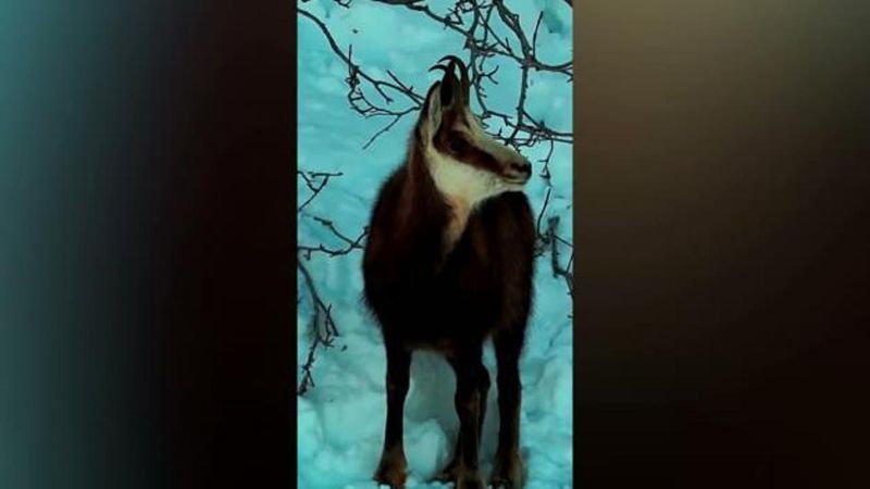 Tunceli’de Şamualar Doğal Yaşamın Direncini Gösterdi